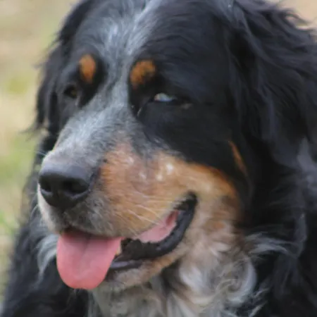 Les Bernus * Monfaucon (Dordogne)