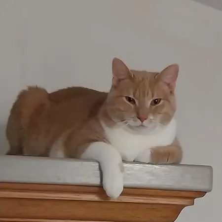 Les Bernus Отель типа 