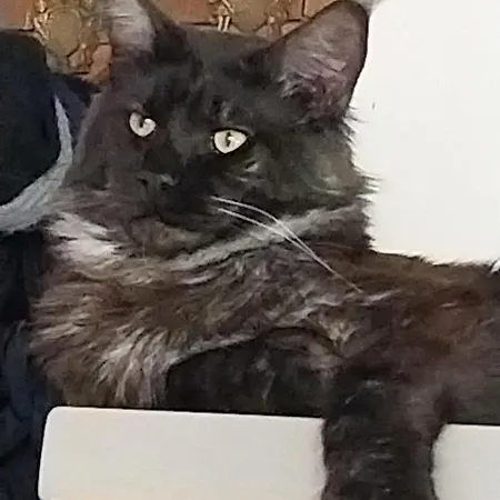 Les Bernus Отель типа 