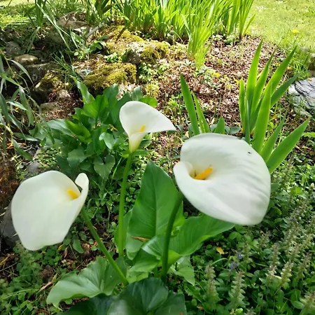 Les Bernus Отель типа 