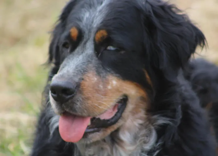 Les Bernus * Monfaucon (Dordogne)