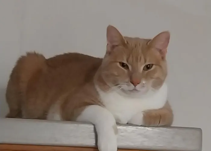 Les Bernus 住宿加早餐酒店