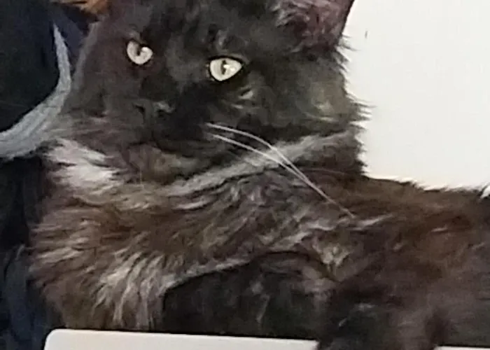 Les Bernus 住宿加早餐酒店 Monfaucon (Dordogne)