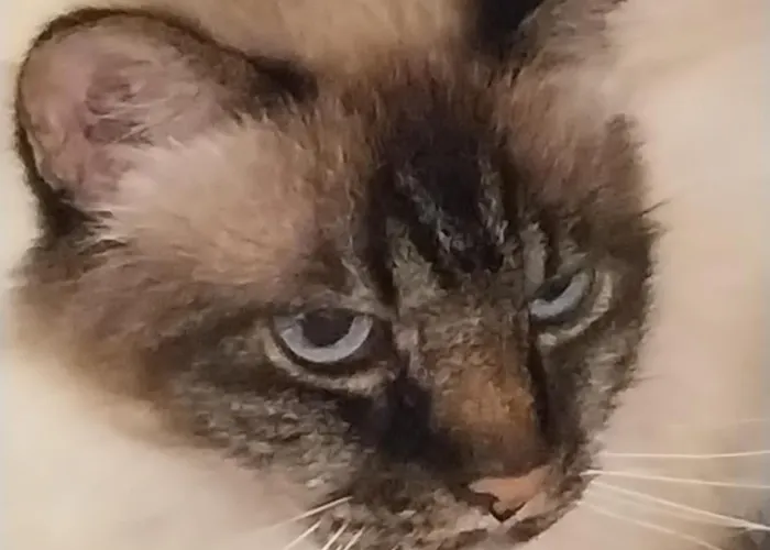 住宿加早餐酒店 Les Bernus Monfaucon (Dordogne)