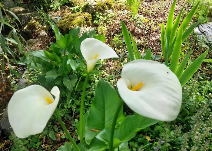 Les Bernus 住宿加早餐酒店